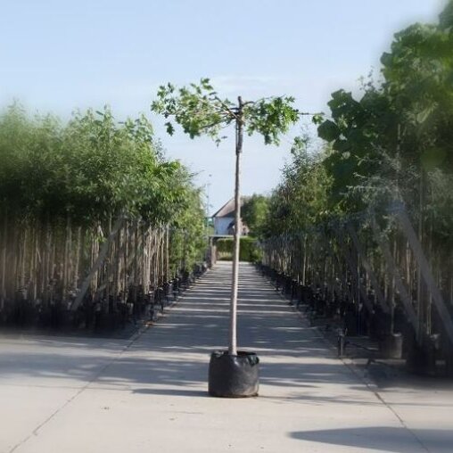 Quercus palustris dakboom